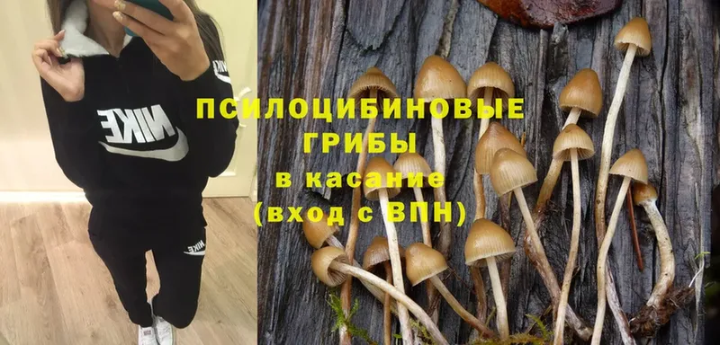 Галлюциногенные грибы Cubensis  закладки  Нытва 